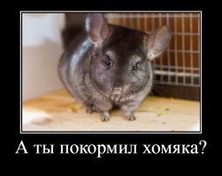 Вот этот товарищ жил с нами на зимних каникулах, жена принесла с работы. Очень гордые животные, эти шиншиллы. Забыл вечером погладить, демонстративно вылез из домика, сел ко мне спиной и надулся как шарик(как голуби на морозе). А когда я подошел "выяснять" с этим грызуном отношения, он проверил где я нахожусь, и скорректировал положение своей спины по отношению ко мне. Сразу видно, кто его на работе воспитывал. Помирился, только после подношения сушеных ништяков.