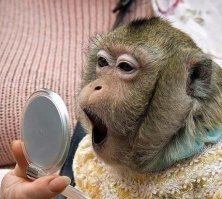 почему этот регресс называют прогрессом?  очень напоминает ситуацию, когда обезьяне дали зеркальце, а она в него кривляется