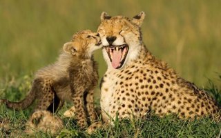 Материнская любовь и забота в животном мире!