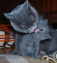 Материнская любовь и забота в животном мире!