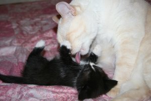 Моё 8ми килограммовое чудище уже второго воспитал, на свою голову)))