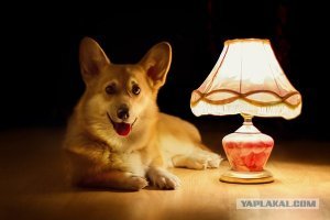 Эту рыжую бестию я буду помнить всю свою жизнь