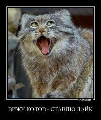 Веселые фотографии кота, влюбившегося в обогреватель