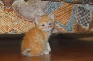 Я почти такого подобрал, месяца еще не было. Сейчас полтора года.