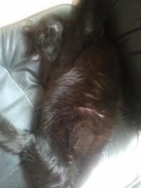 Но ведь можно быть своенравным и добрым-ласковым одновременно :) Мой толстяк именно такой