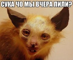 Расслабляющиеся коты