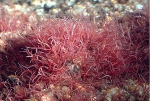 Это не мотыль - это трубочник, этот червяк к насекомым вообще никакого отношения не имеет, его намывают или разводят для аквариумных рыбок