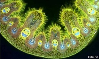 5 веществ, вызывающих самую сильную зависимость, и их влияние на наш мозг