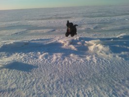 Мой пёс, пока я был в ванной, перетаскал по одной резиновые игрушки внука, и припрятал мне под одеяло. Что ему в голову пришло?
Выхожу из ванной, жена хохочет в голос, а эта невозмутимая тварь тащит очередную уточку, и запихивает нам в постель - на моё место. 

Сеттер- шотландец.

Видели вы летающих собак? Вот он -