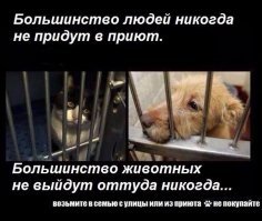 Всё началось с того, что на нашей помойке поселился бродячий пёс