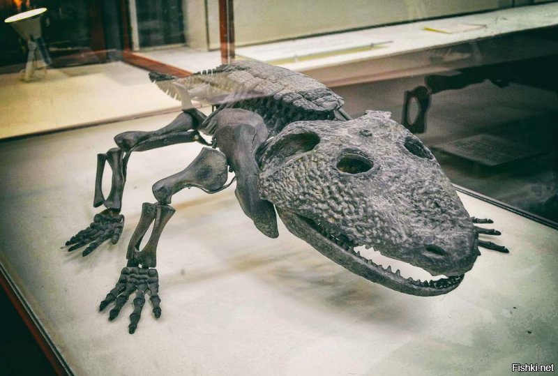 Вы сходите в палеонтологический музей в Москве. Такое впечатление, у создателя не было фотошопа, и свой творческий зуд он реализовывал прямо живьем. Например там есть лягуха, размером с сундук. Крокодил с челюстью метра три ( как ей жрать? ), и еще 100500 образцов неведомой ё...й х..ни.