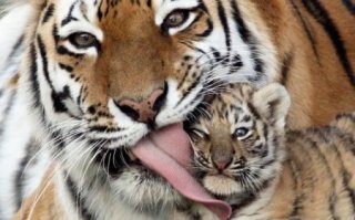 Материнская любовь и забота в животном мире!