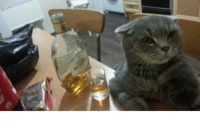 Расслабляющиеся коты