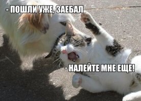 Расслабляющиеся коты