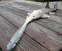 В класс заходит новый учитель с огромным косяком, садится, поджигает, тянет 
  Дети, я ваш новый учитель биологии, Петр Сергеевич 
Затягивается, выдыхает 
  Сегодня я расскажу вам про рыбу пилу 
Затягивается 
  Эта рыба обитает на са а амом дне океана, у дна, в вечной мгле 
 еще тяжка 
  Но иногда она выходит на берег, и начинает пилить деревья 
Затягивается, выдыхает  задумчиво:
  П*здец  Еб*нутая рыба