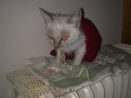 К нам на даче пришел похожий. Голубые глаза и очень ласковый. Все кошки бегут к миске, а 
он - на ручки. Конечно, получал лучший кусочек. Тут он помыт, накормлен и посажен греться
на батарею. Пристроен через волонтеров в семью, оказался девочкой, катается как сырок в масле сейчас.