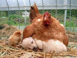 Материнская любовь и забота в животном мире!