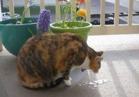 Уникальные вещи с AliExpress, которые не купишь в обычных магазинах