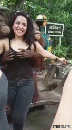 Похотливая обезьяна полапала грудь женщины на глазах мужа