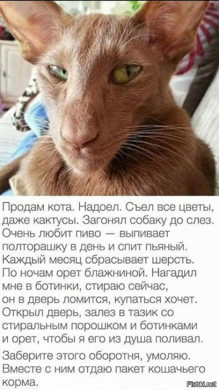 Смешные комментарии и высказывания из социальных сетей