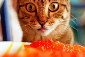 Кот обнимается с сосиской