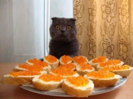 Кот обнимается с сосиской