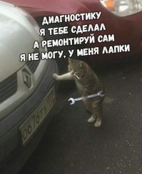 Коты трудоголики