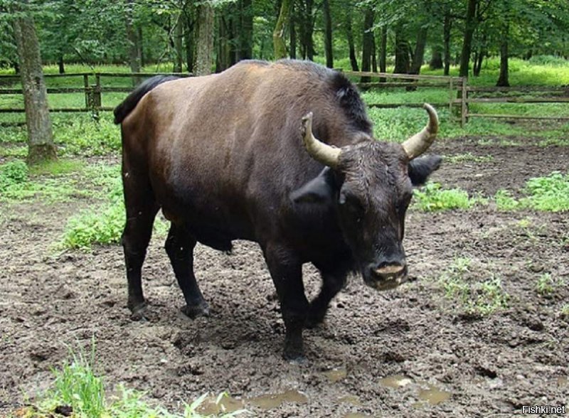 Вот так.
Зуброн   гибридное животное самца европейского зубра и самки домашней коровы. Впервые этого гибрида вывел в 1847 году Леопольд Валийский   ученый из Польши.