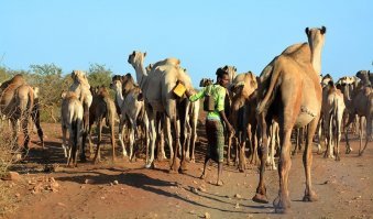 Она какахи собирает?