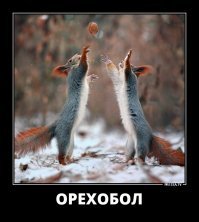 Зимние Олимпийские игры для белок