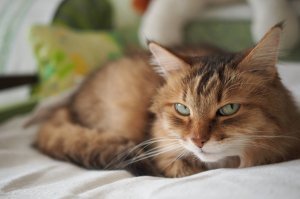 Зашла к тогда еще моей девушке в аптеку на работу и залезла на колени. Спустя год мы с моей девушкой поженились. Клеопатру взял как приданное жены:). До этого у меня были исключительно коты.
Уже двенадцать лет живет с нами.