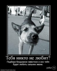 Всё началось с того, что на нашей помойке поселился бродячий пёс