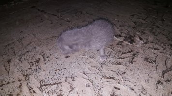 Если кто помнит про котенка, который родился в бампере моей машины в августе...