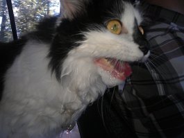 третий тип
(P.S. нет, не бешенство, панический страх авто)