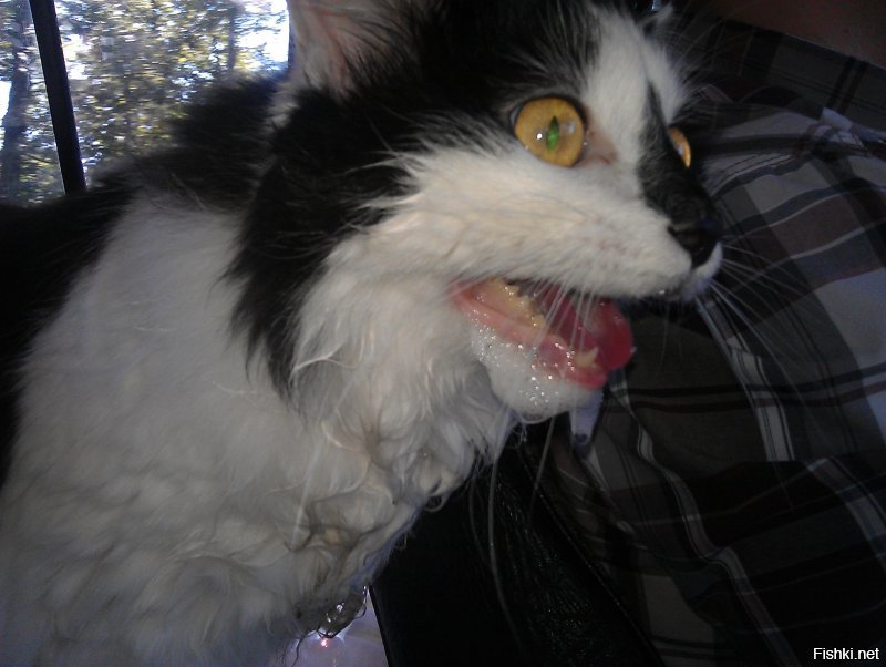 третий тип
(P.S. нет, не бешенство, панический страх авто)