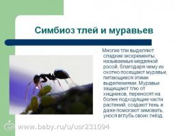 Учите Биологию.... "Единственно Существо", Таких Существ много  , а Человек больше убивает чем оберегает....