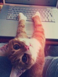 Коты трудоголики