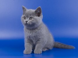 Девочки хотят: британца (британская короткошерстная порода кошек) и Вискас.