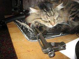 А есть породы с врожденными охранными способностями.