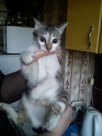 Кот обнимается с сосиской