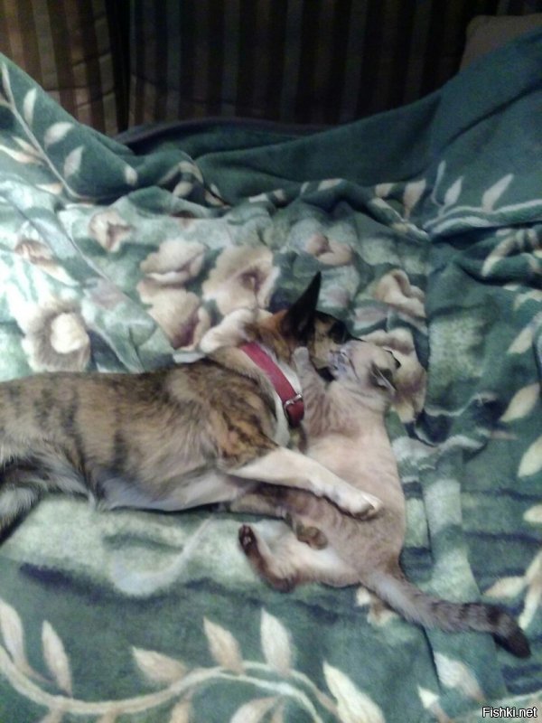 Муня и Ташка очень дружны.   две подружки , нередко спят вместе...