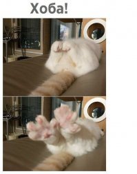 30 способов использования котов в хозяйстве