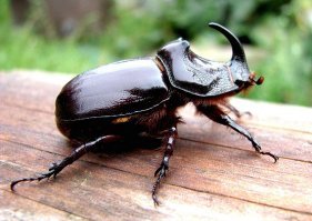 На последнем фото не жук носорог. Жук носорог выглядит совершенно иначе!