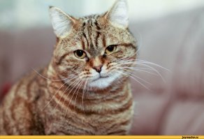 Как-то уж все больно просто.