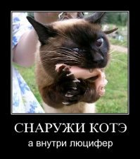 Кот обнимается с сосиской