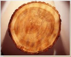 держите ещё пару любопытных фото в разрезе:
1.сало
2.дерево
3.сигарета
4.кирпич