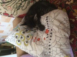 Так спать захотелось, глядя на них. Мои что то особо не мерзнут. Может дом тёплый, или шкура толстая. Первое фото 11 февраля прошлого года, следующие 20 марта и 20 января Так растёт наш Барсик. А Кузьма любит на горках снежных посидеть.