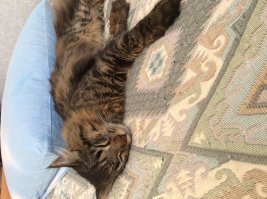 Так спать захотелось, глядя на них. Мои что то особо не мерзнут. Может дом тёплый, или шкура толстая. Первое фото 11 февраля прошлого года, следующие 20 марта и 20 января Так растёт наш Барсик. А Кузьма любит на горках снежных посидеть.