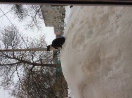 Так спать захотелось, глядя на них. Мои что то особо не мерзнут. Может дом тёплый, или шкура толстая. Первое фото 11 февраля прошлого года, следующие 20 марта и 20 января Так растёт наш Барсик. А Кузьма любит на горках снежных посидеть.