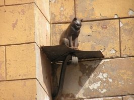 Питерские Елисей и Василиса.